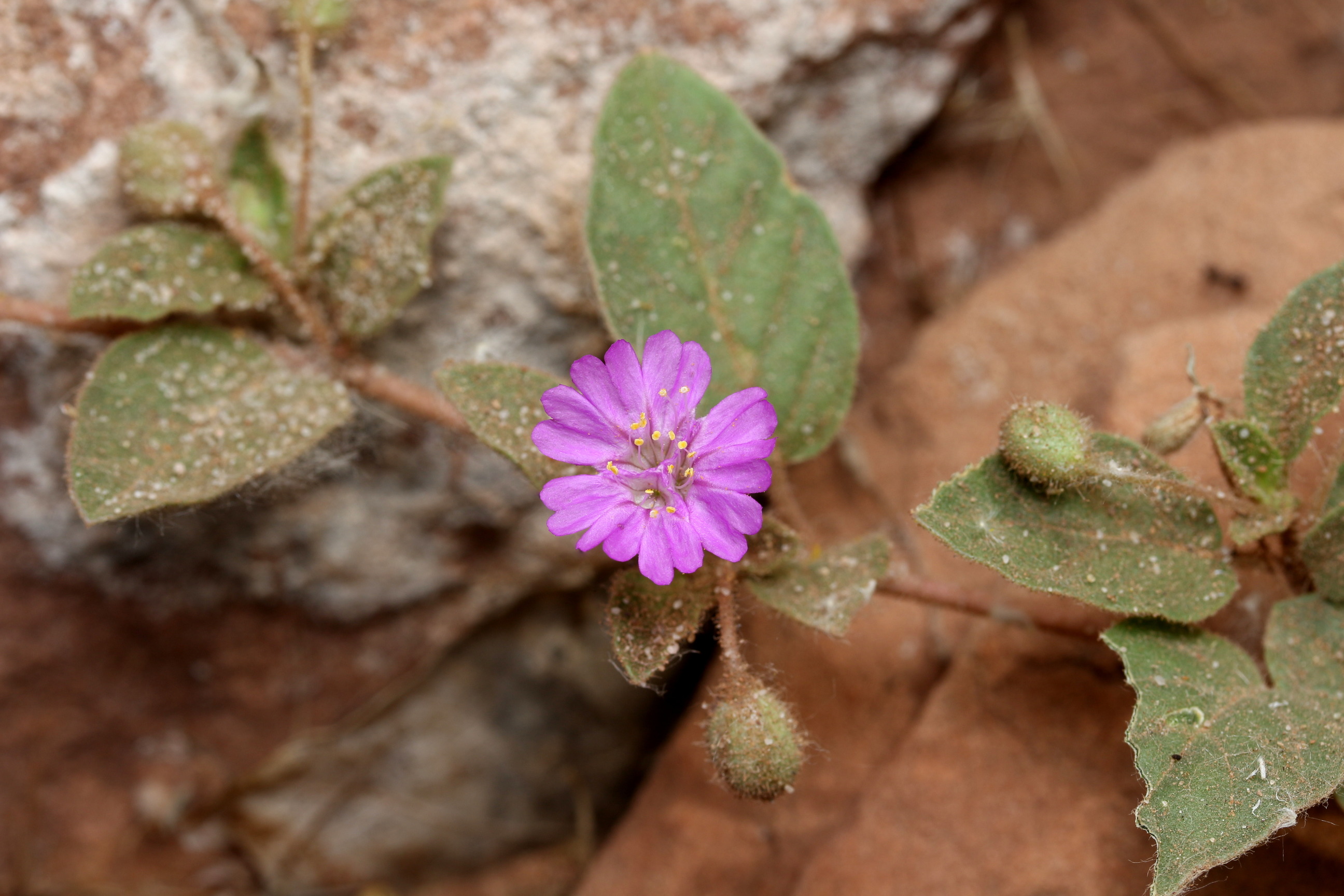 Allionia incarnata, Trailing four o'clock
