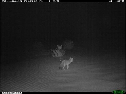 Kit Fox and Pedestals