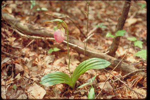 Views of Obed Wild and Scenic River, Tennessee