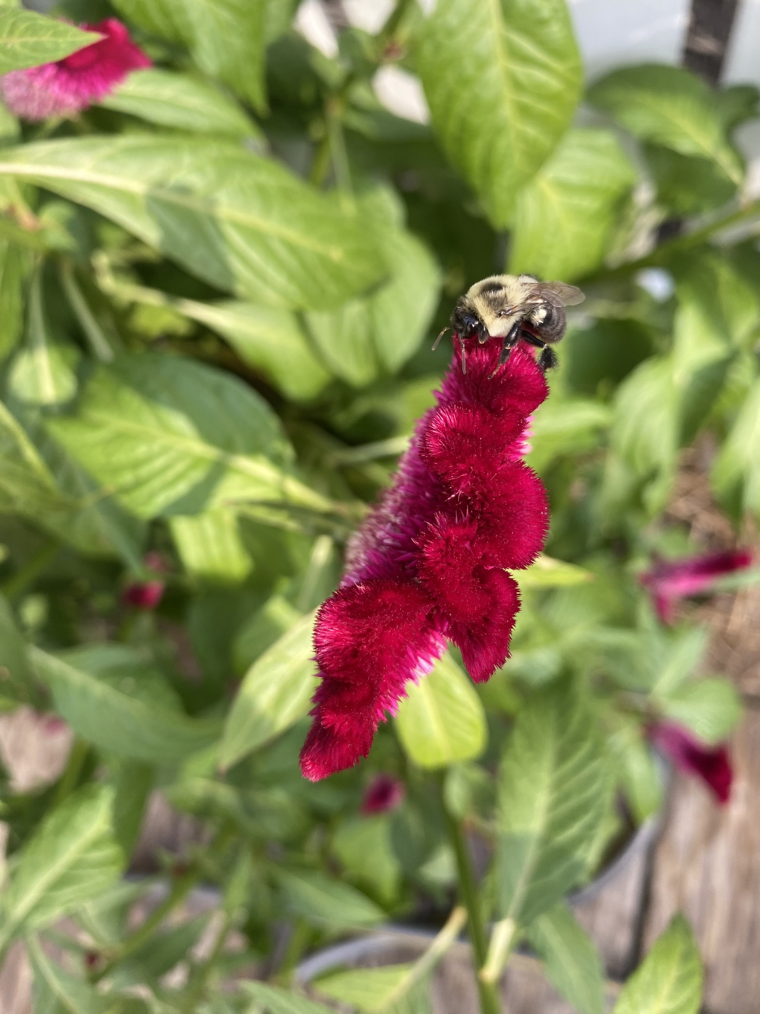 A bumble bee on a pinkish red cockscomb flower.
