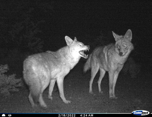 Nighttime photo of two coyotes. One listens as the other yips.