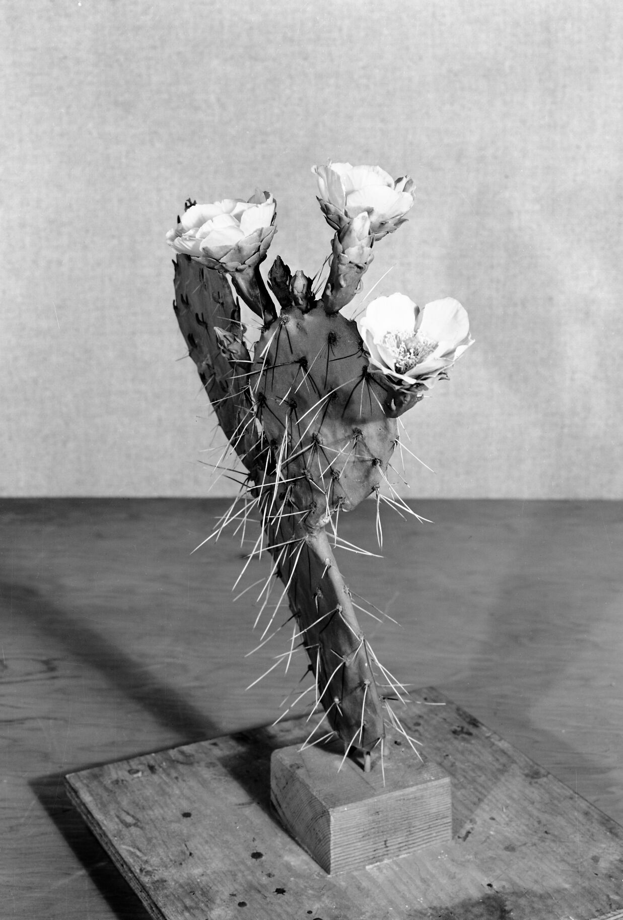 Diorama exhibit. Wax reproduction of prickly pear cactus, Opuntia tuna. Created by Civilian Conservation Corps (CCC) workers at the Western Museum Laboratory (WML) on Fulton Street, Berkeley, California.