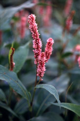 Badlands Flowers: Red, Pink, Blue