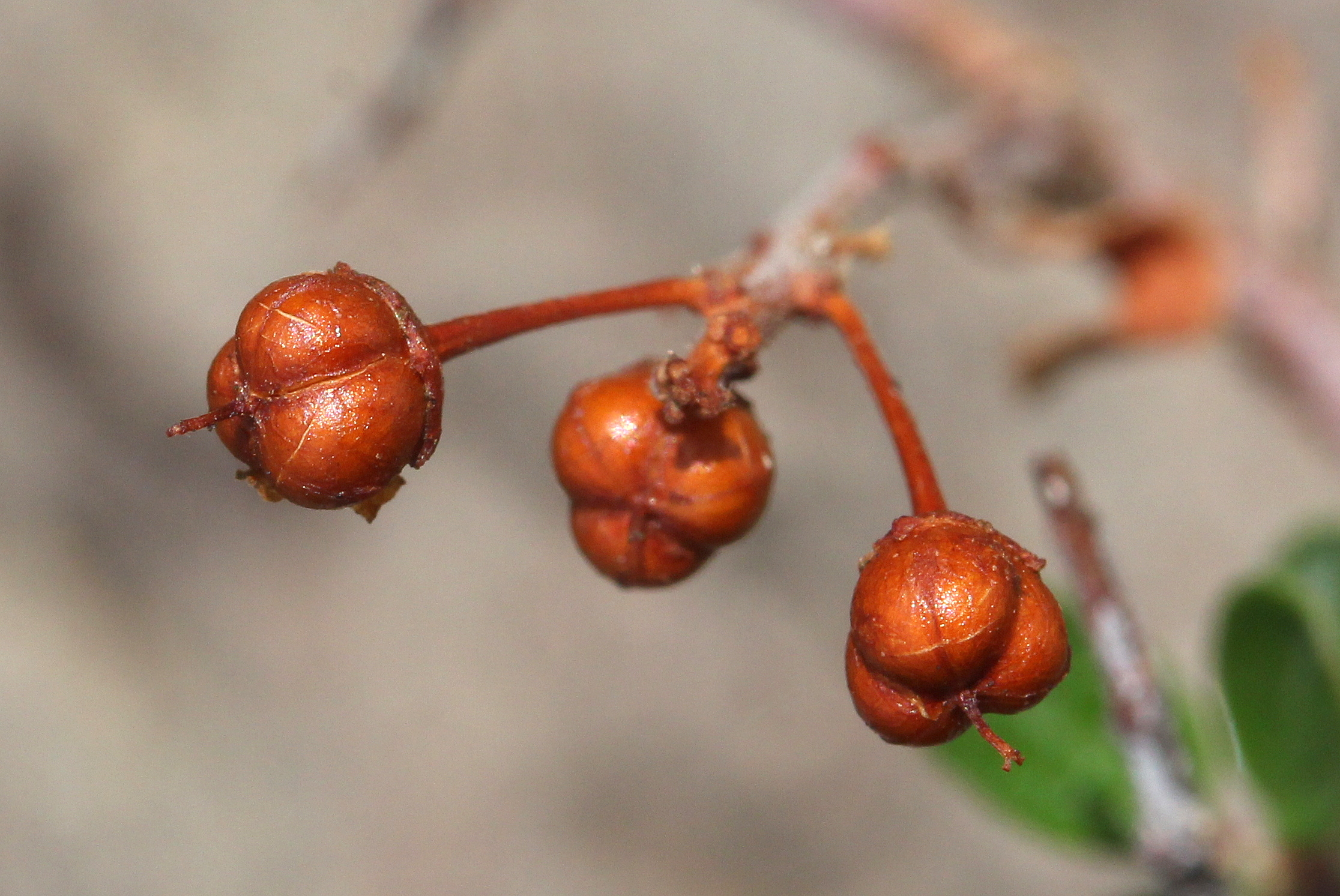 Ceanothus fendleri, Fendler's mountain-lilac