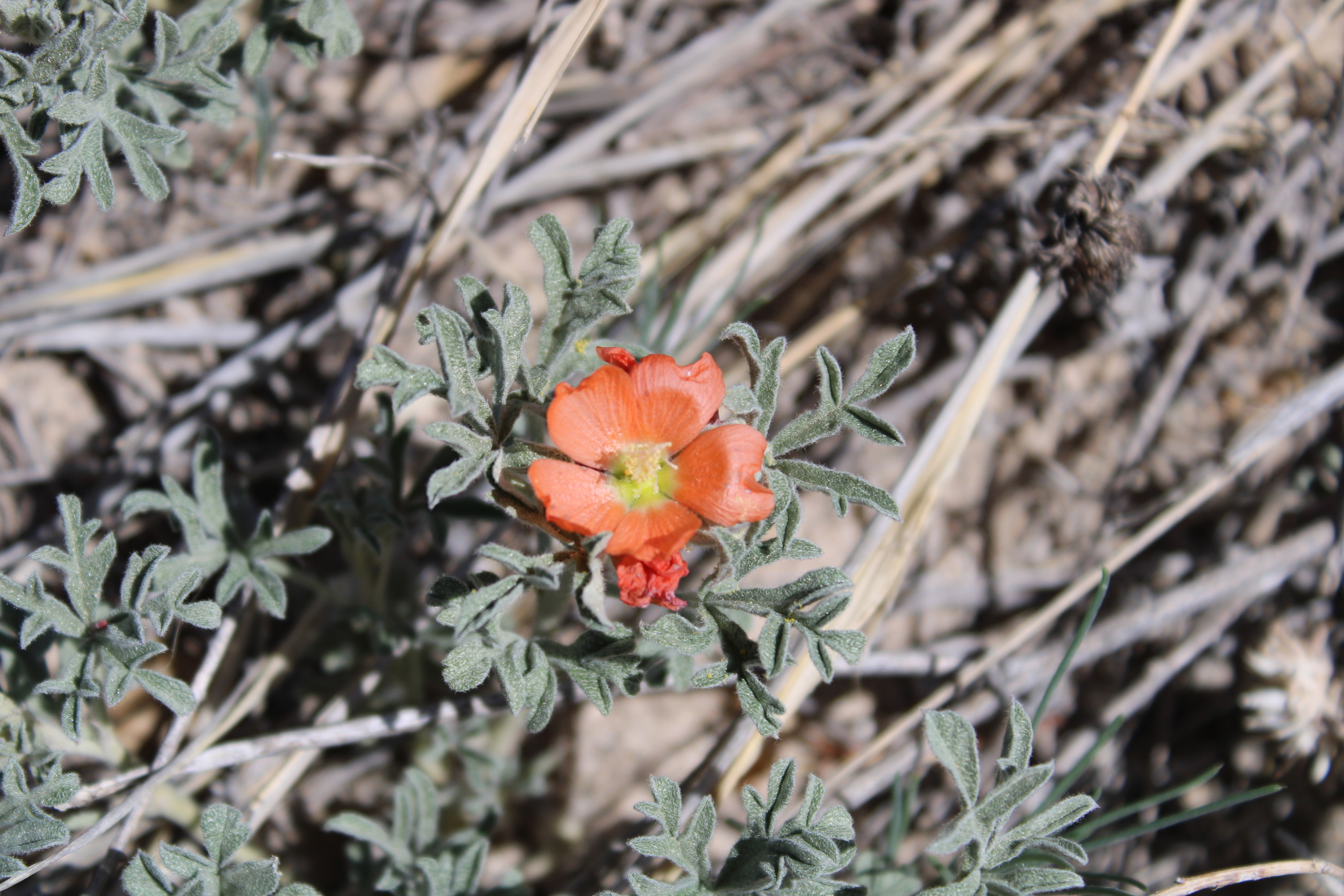 a small orange flower blooming low to the ground