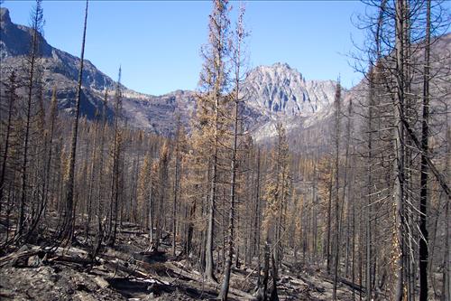 Fire damage assessment of Double Mountain Fire, August, 2003, Glacier National Park
