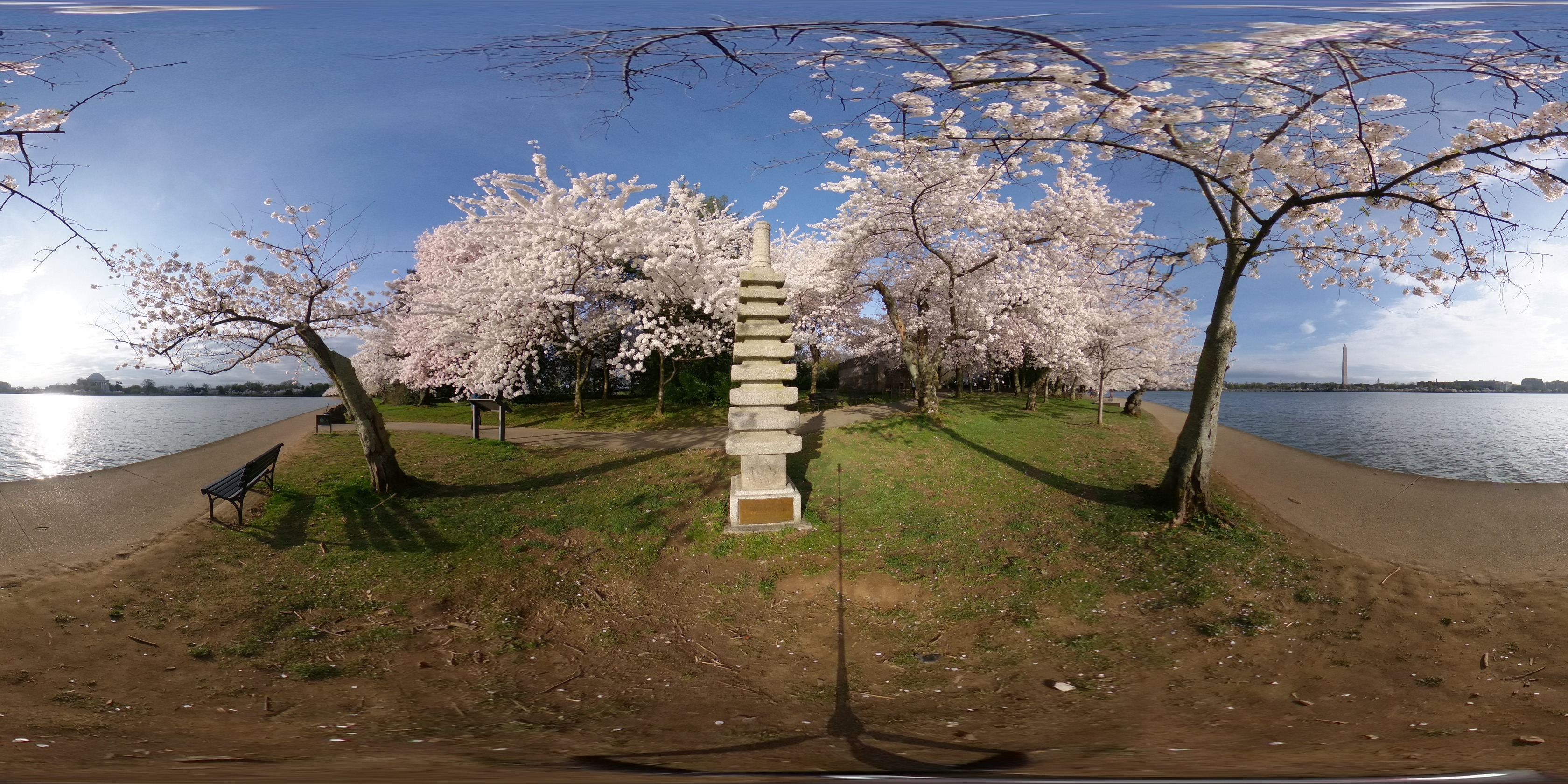 Spherical photo of a tidal basin lined with cherry trees with cherry trees in full bloom. This is a stone Japanese pagoda statute in the grove of cherry trees.