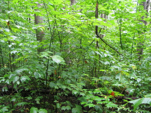 GRSM Accuracy Assessment. Plot Code: GRSM_AA_0124_2