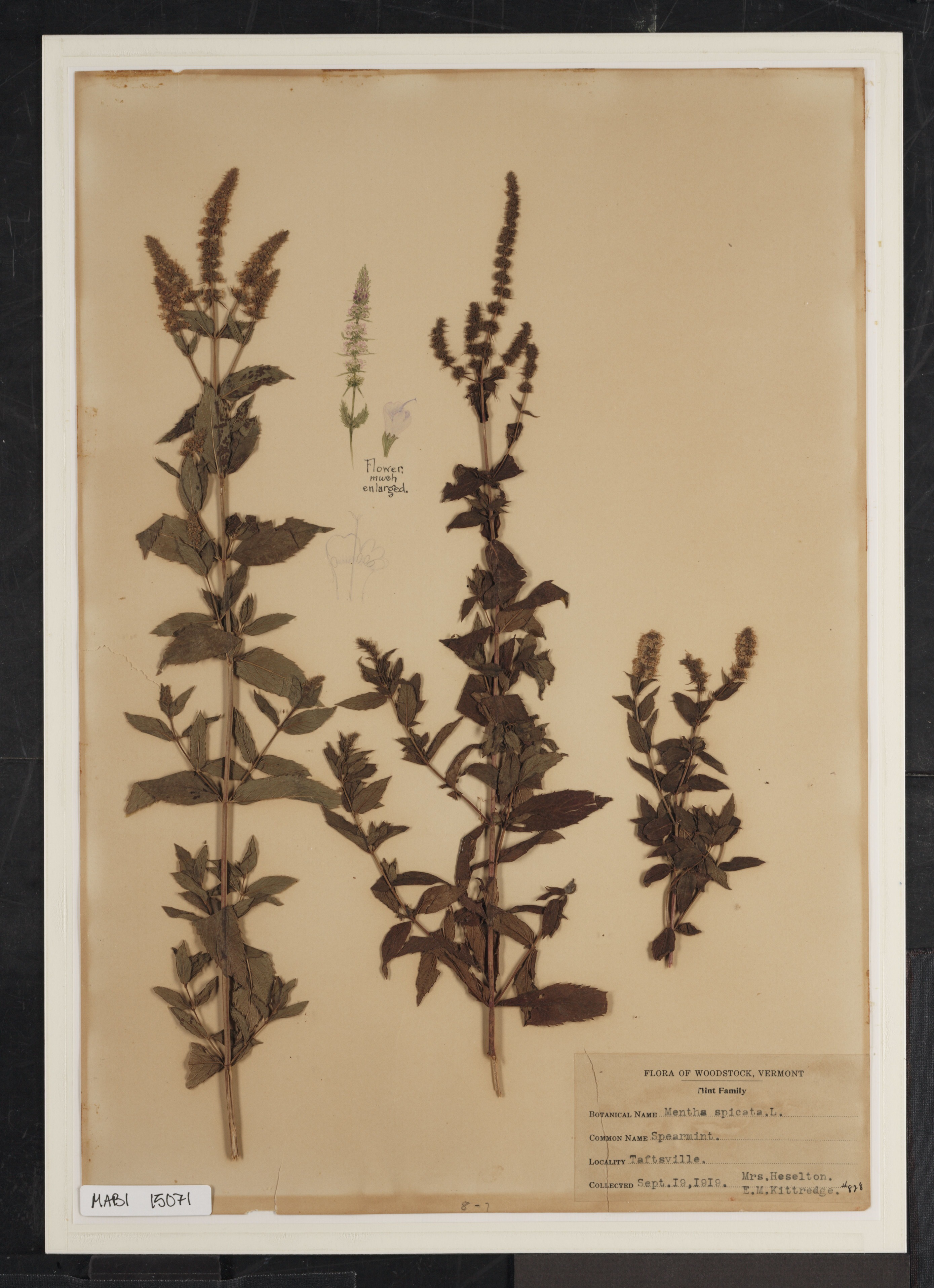 Preserved biological specimen on paper.