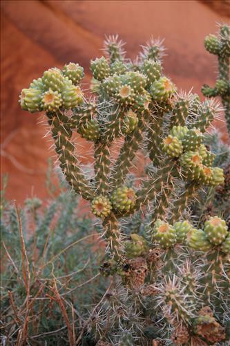 Canyon de Chelly National Monument -- Vegetation