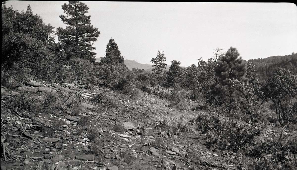 Overgrazed area in Potato Hollow, typical hillside in area.
