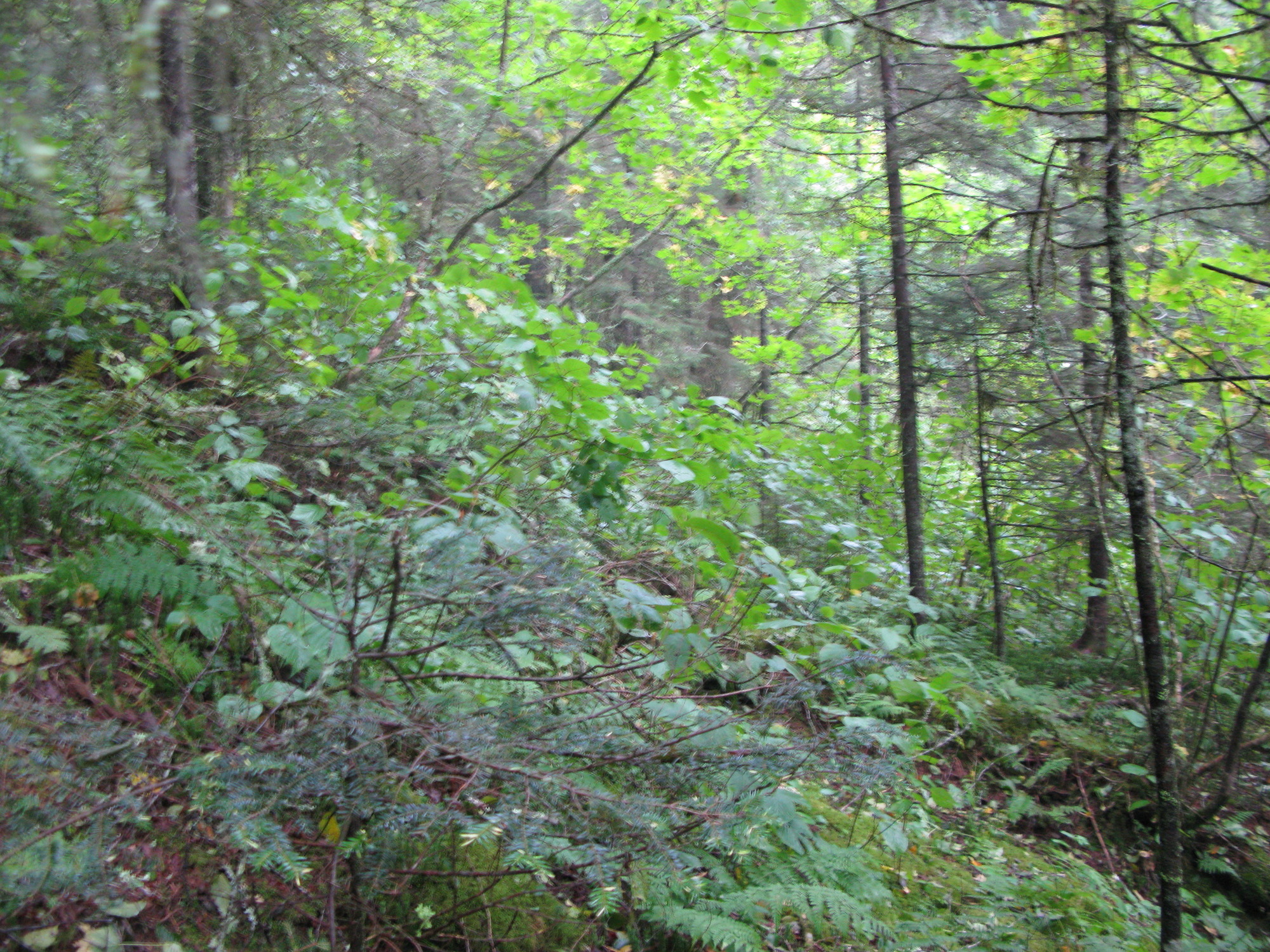 GRSM Accuracy Assessment. Plot Code: GRSM_AA_0157_2