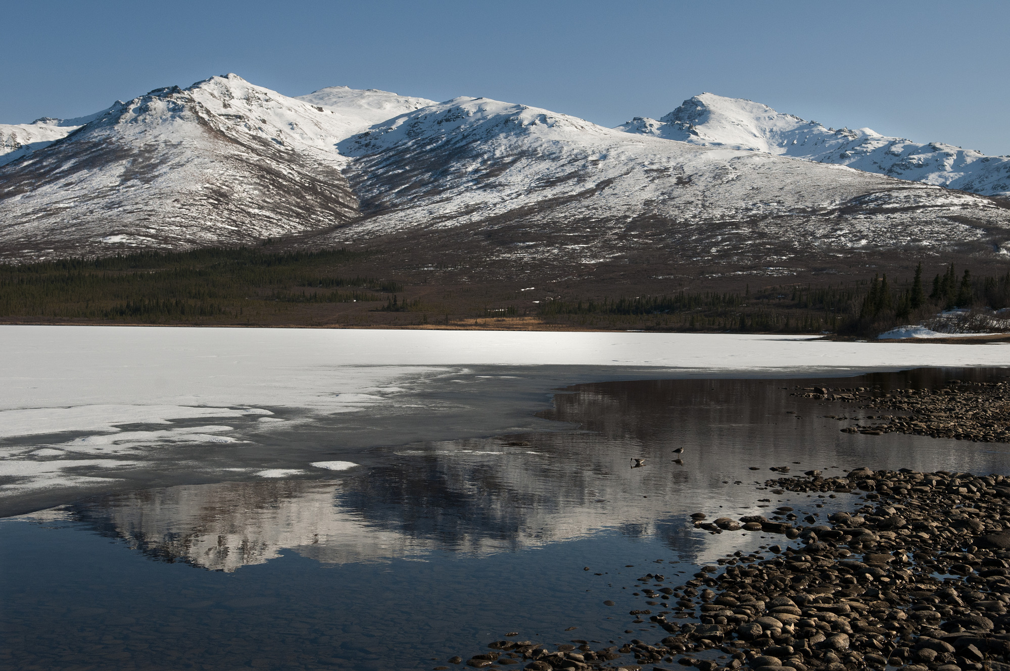 mostly-frozen lake with small birds near a rocky shoreline