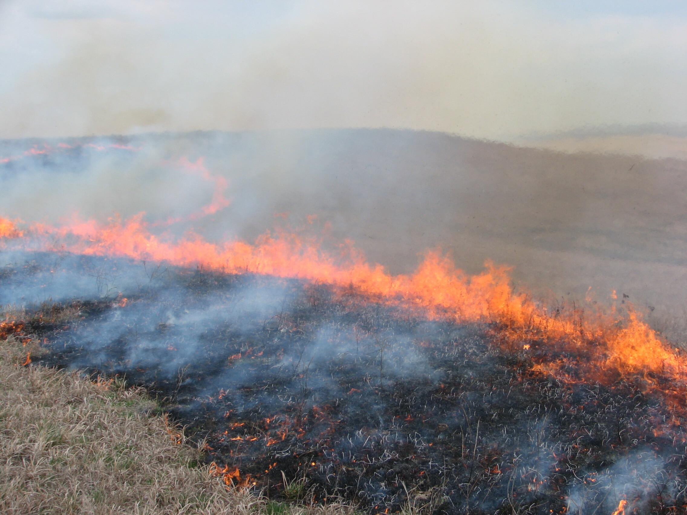 Flames spread on either side of a smoldering black line in short grass. Larger flames burn on the far side.