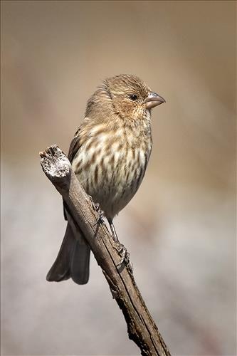 House finch and American goldfinch in Cuyahoga Valley National Park