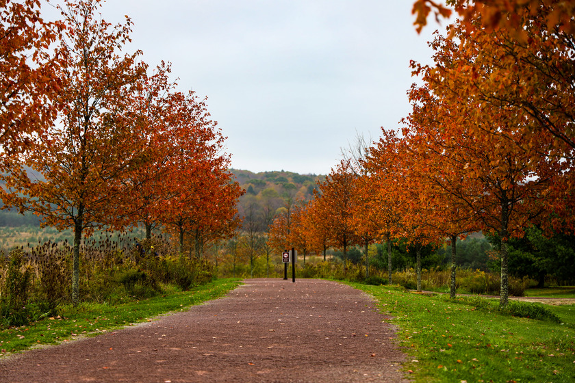 The Allee trail with fall foliage and orange leaves of the allee trees beginning at the Memorial Plaza.