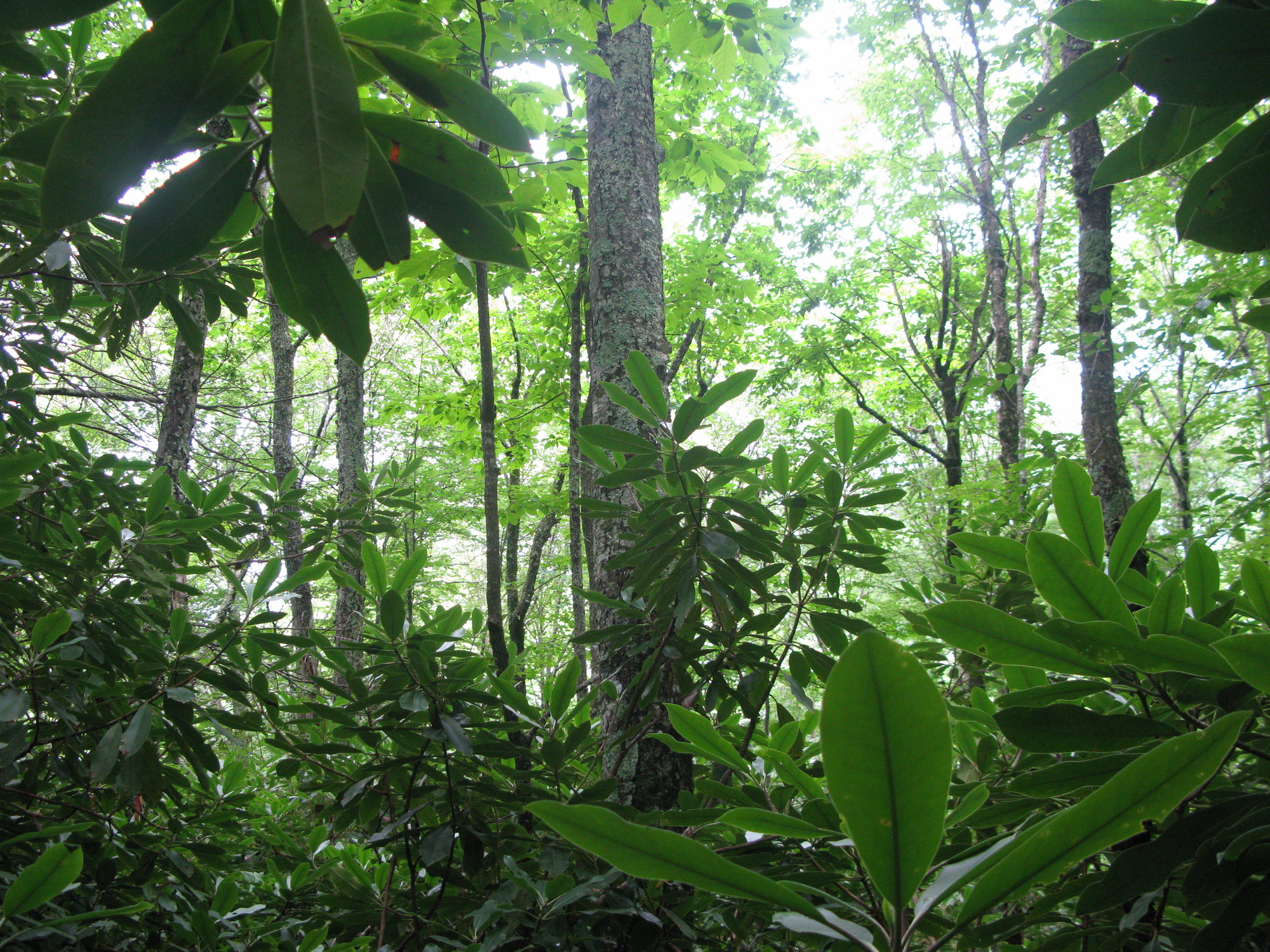 Plot Code: GRSM_AA_0549_6