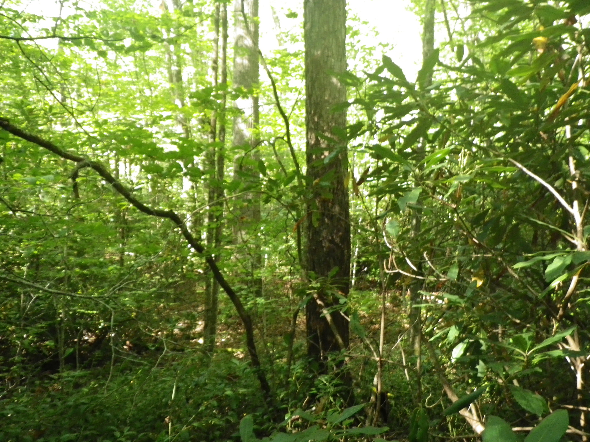 GRSM Accuracy Assessment. Plot Code: GRSM_AA_0285_5