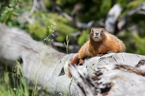 Marmot rests on a log looking toward the camera.