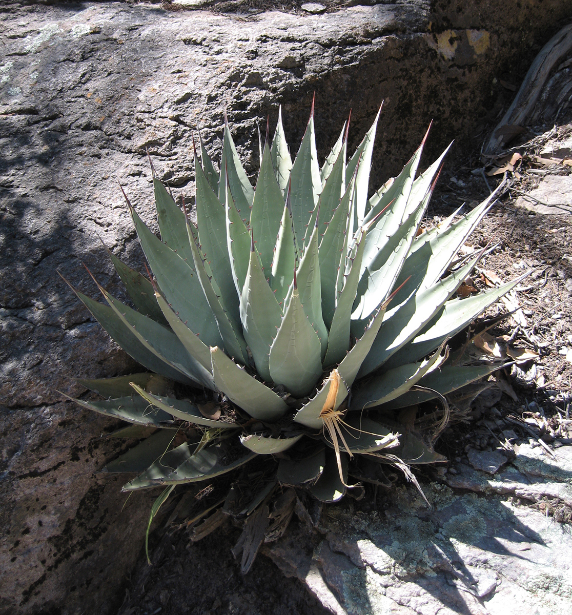 Large, green succulent composed of spears.