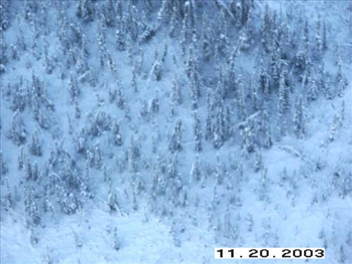 Moose Survey, Yukon-Charley, 2003 2