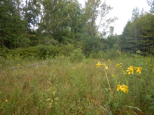 GRSM Accuracy Assessment. Plot Code: GRSM_AA_0717_5