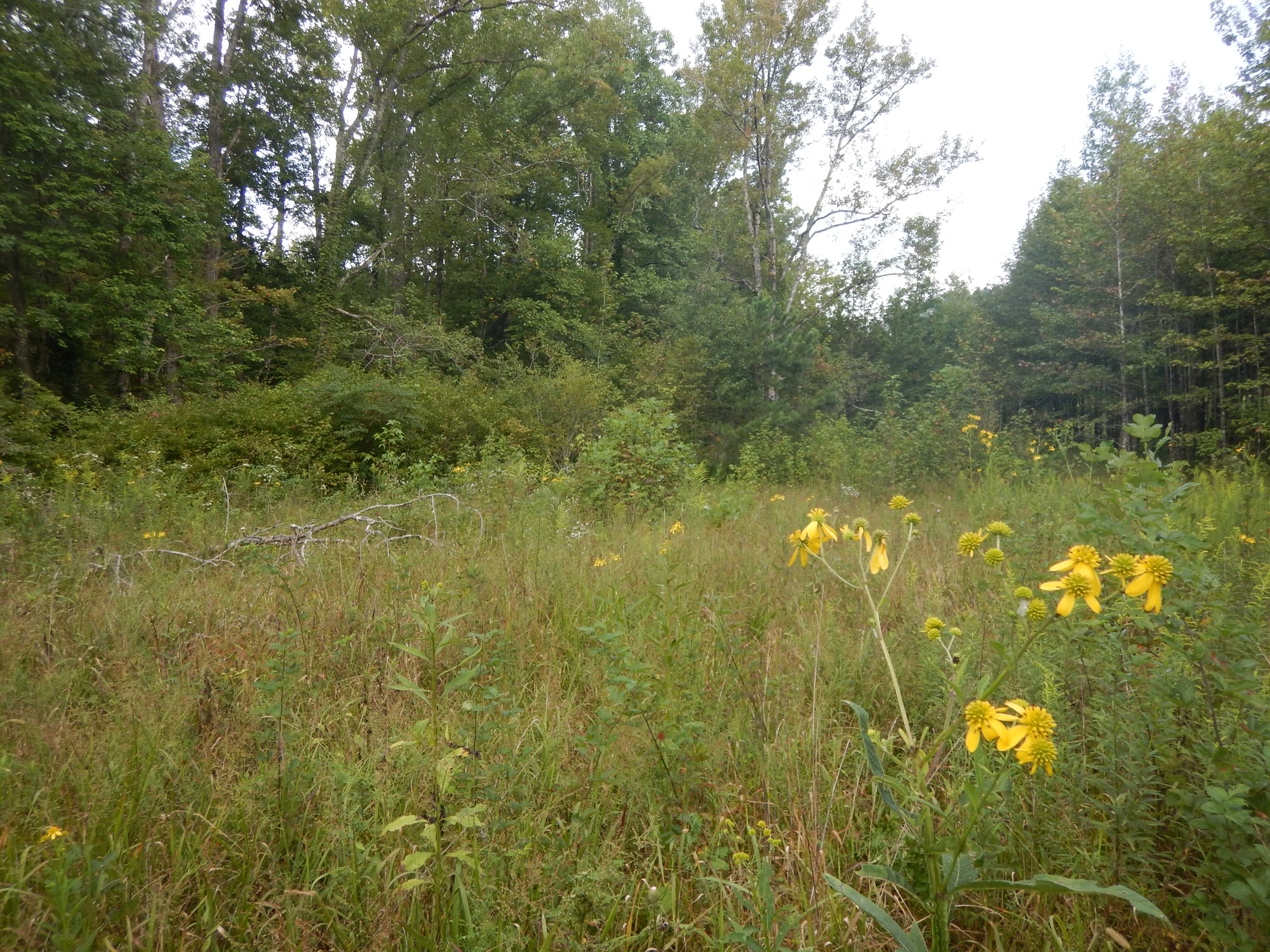 GRSM Accuracy Assessment. Plot Code: GRSM_AA_0717_5