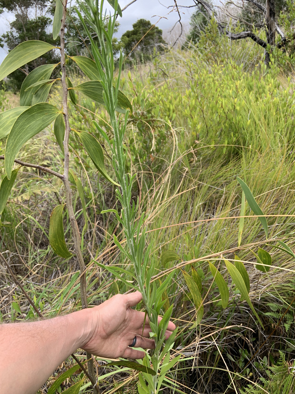Photo of plant species Conyza bonariensis