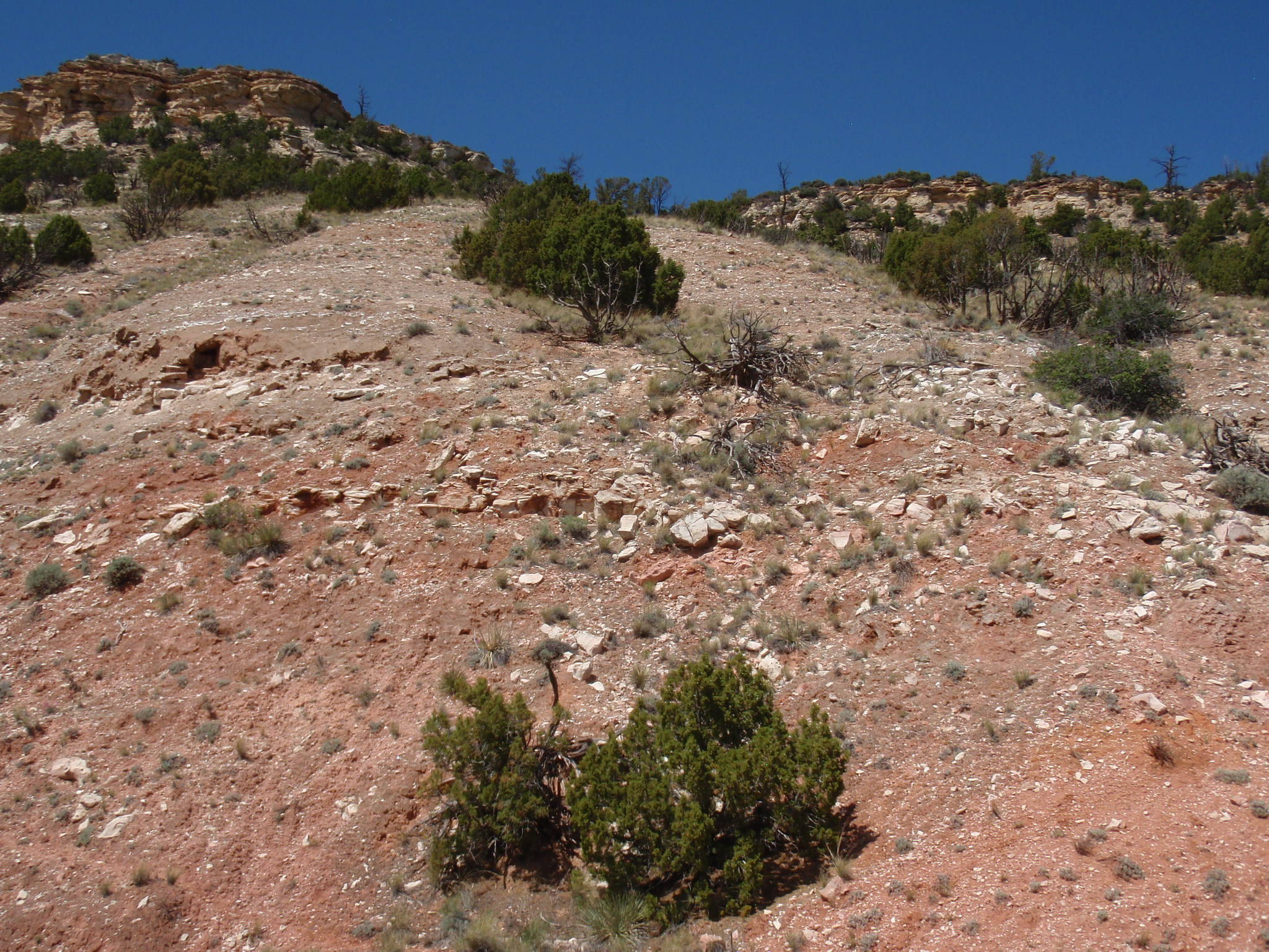 Photo of vegetation and landscape in Bighorn Canyon National Park at a long-term monitoring photo point