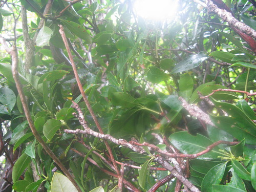 GRSM Accuracy Assessment. Plot Code: GRSM_AA_0387_4