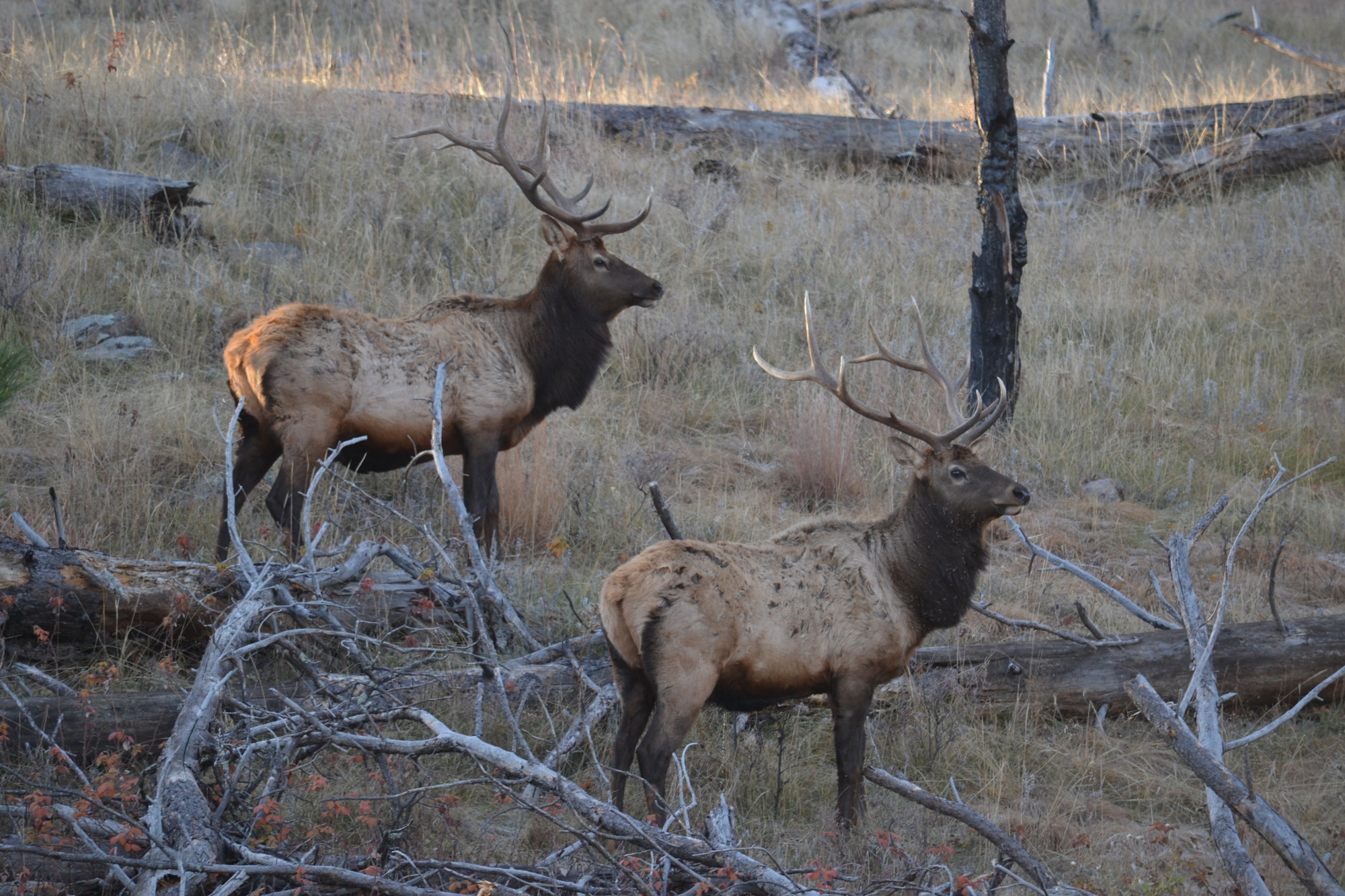 two adult male elk with large antlers standing on a hillside with dead trees in the evening