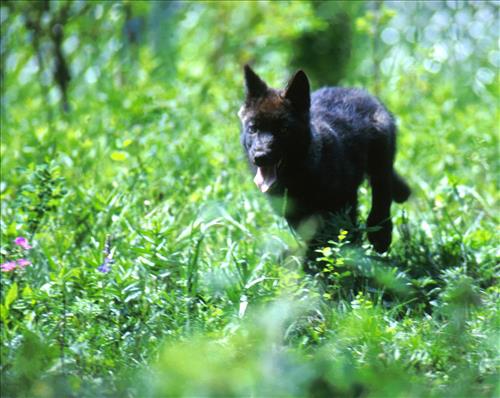 Wolves at Yellowstone National Park