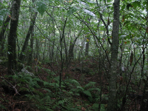 GRSM Accuracy Assessment. Plot Code: GRSM_AA_0699_6