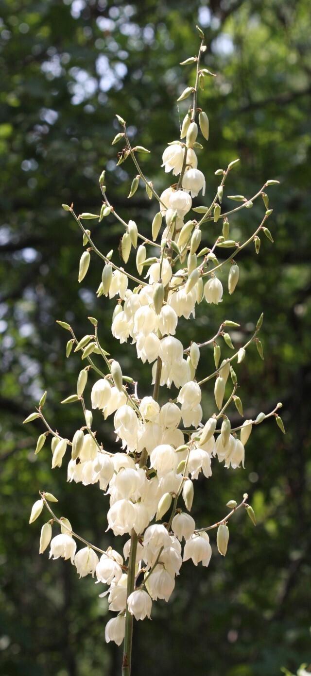 Large, white, bell-shaped flowers drooping from a tall green stem.