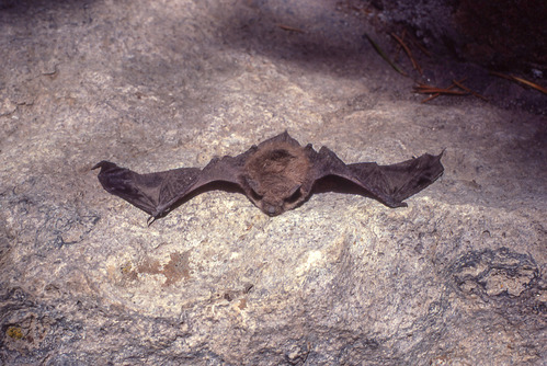 Bat is lying, possibly dead on a rock.