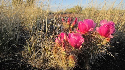 A small cactus with three blooms and multiple buds in the foreground surrounded by taller grasses. 