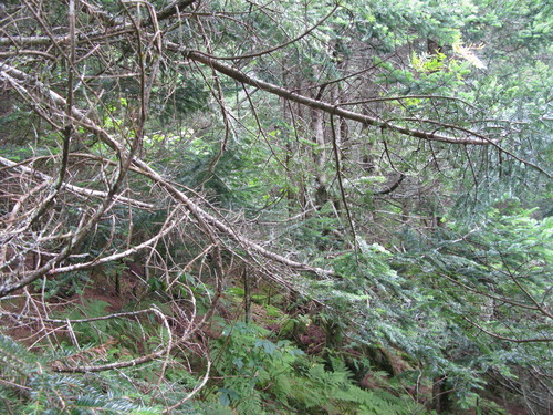 GRSM Accuracy Assessment. Plot Code: GRSM_AA_0274_2