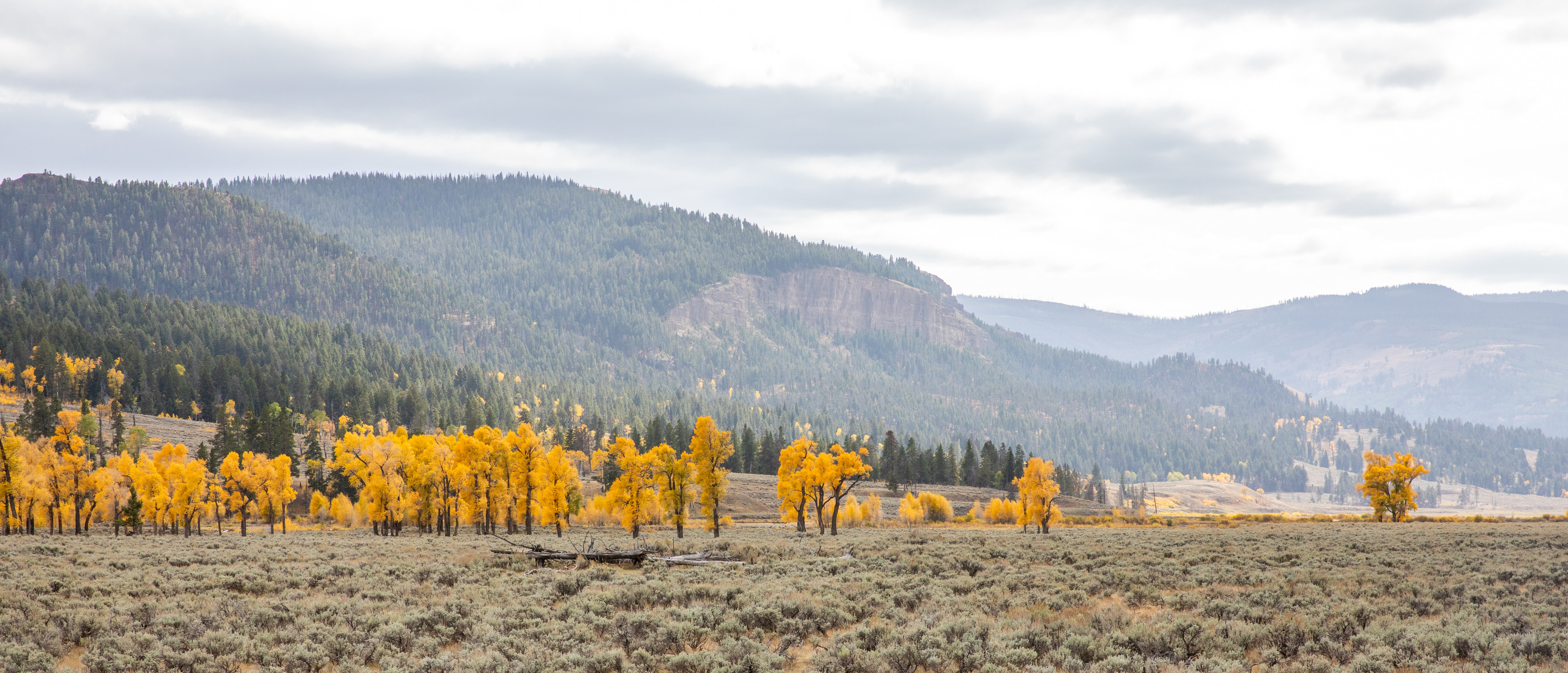 Yellow cottonwood trees stand in a large valley with a mountain in the background 