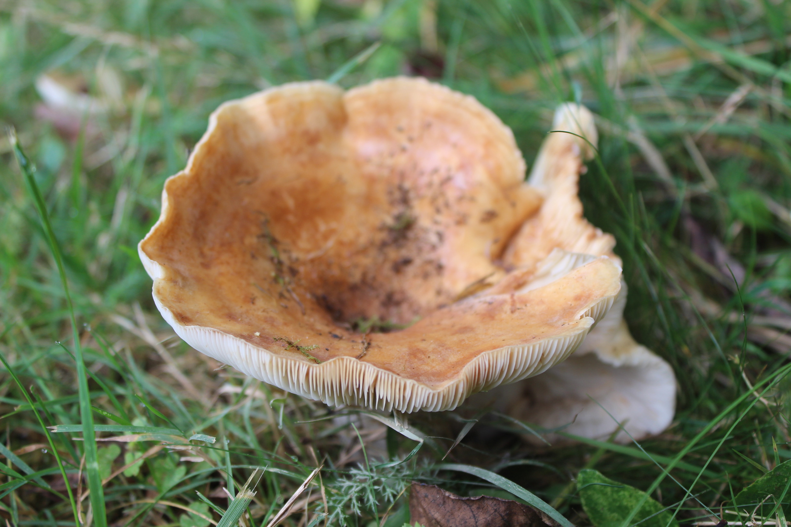 Close up of mushroom