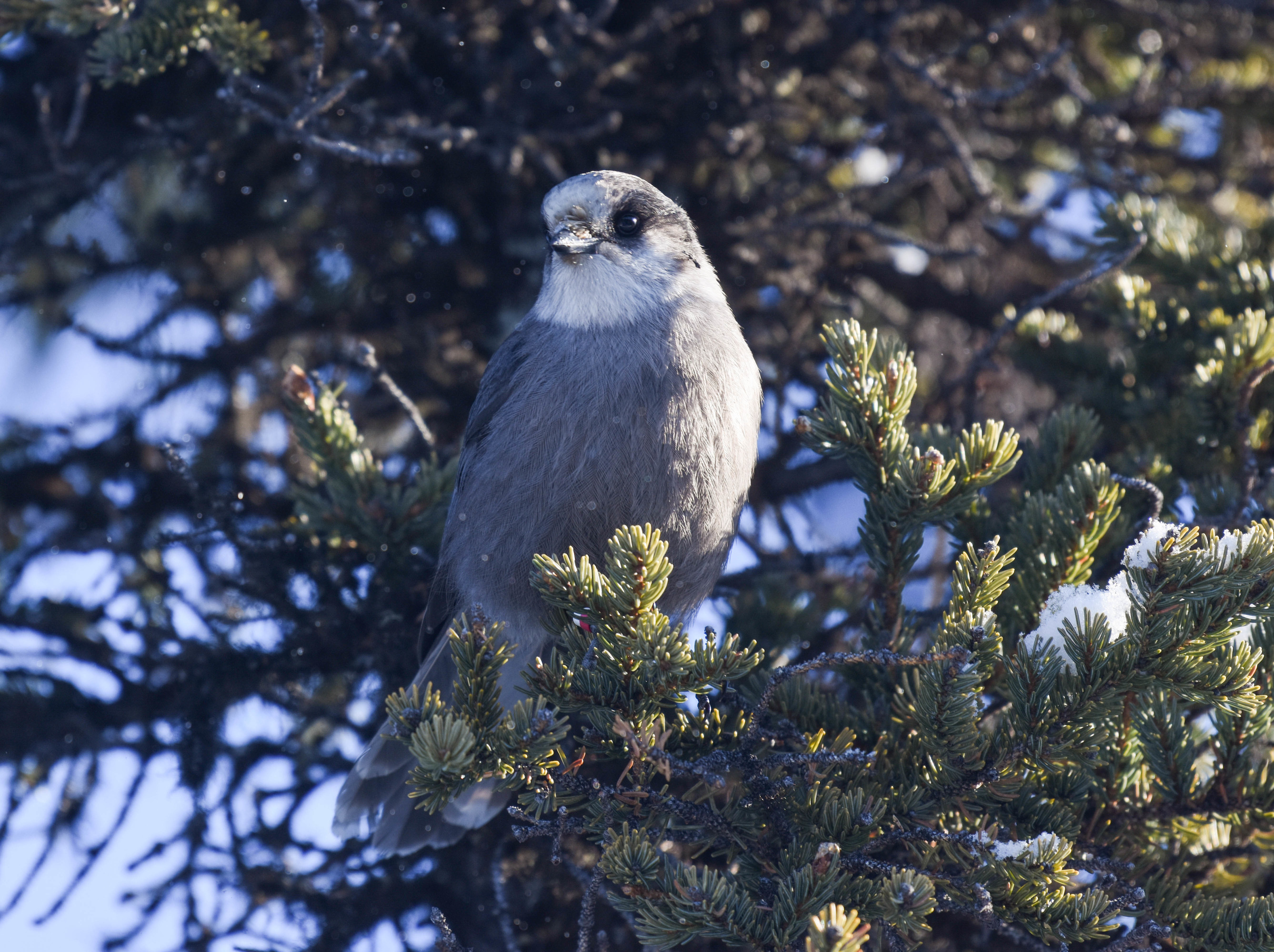 A gray jay in a spruce tree