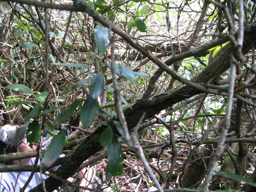 GRSM Accuracy Assessment. Plot Code: GRSM_AA_0313_6