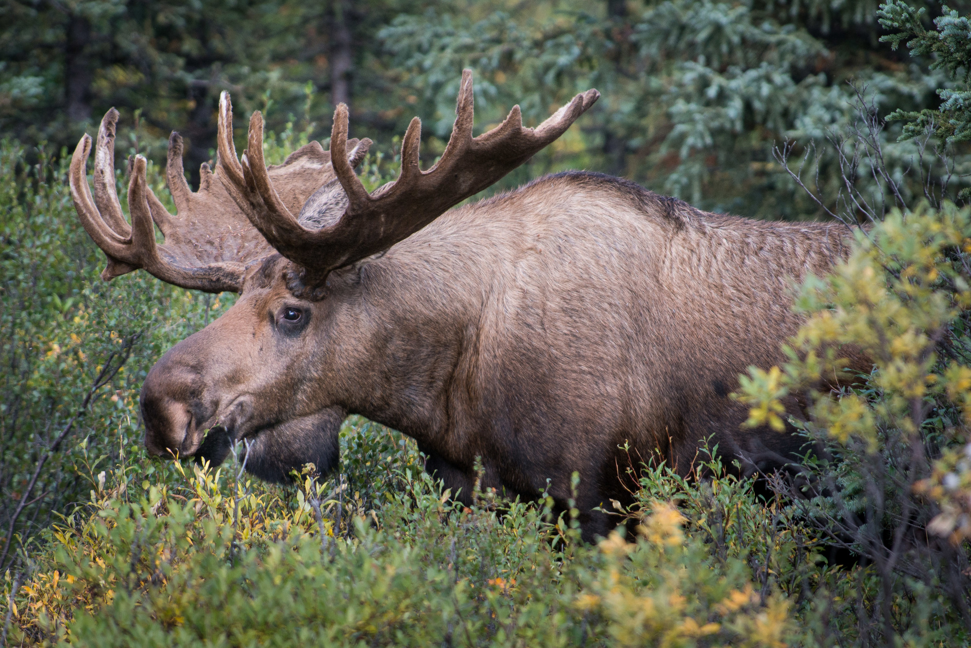 moose standing amid thick brush