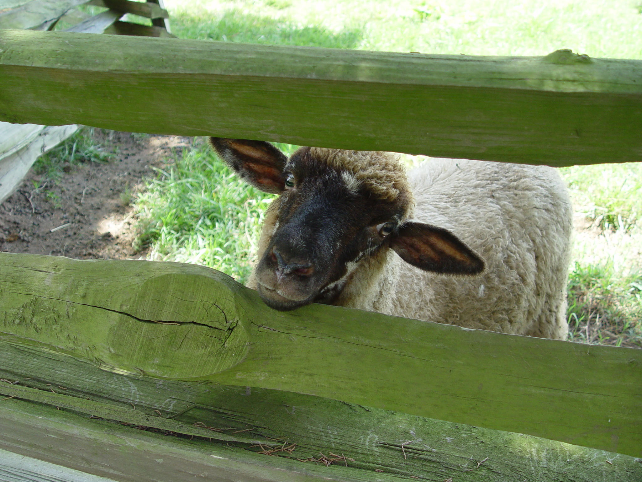 Hog Island Sheep, white wool and black face, poking head out of fence to say hello. 