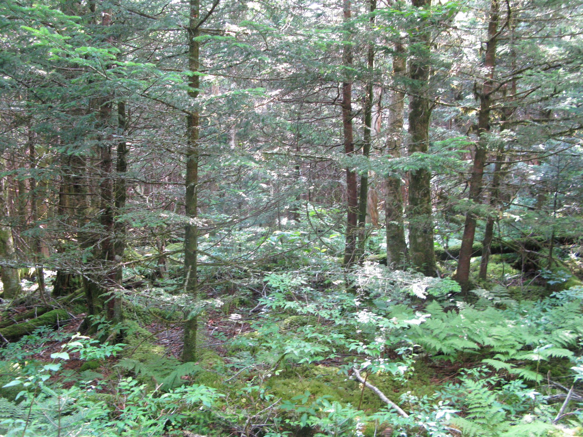 GRSM Accuracy Assessment. Plot Code: GRSM_AA_0786_5