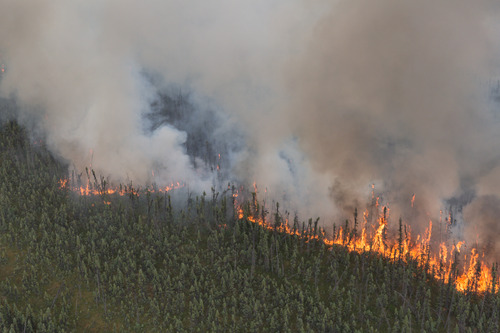 Aerial view of large flames and smoke rising from coniferous forest.