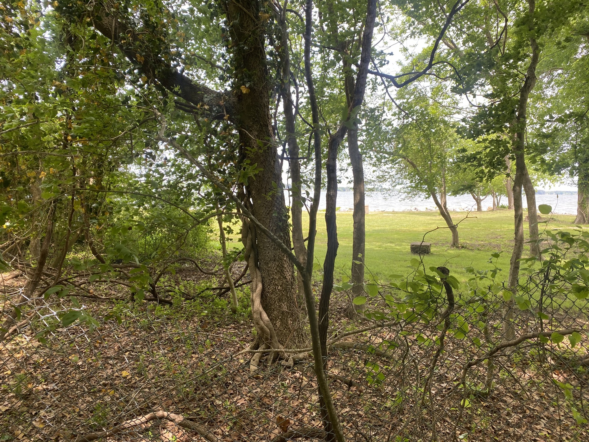 Damaged chain-link fence behind Yorktown Visitor Center