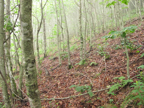 GRSM Accuracy Assessment. Plot Code: GRSM_AA_0217_2