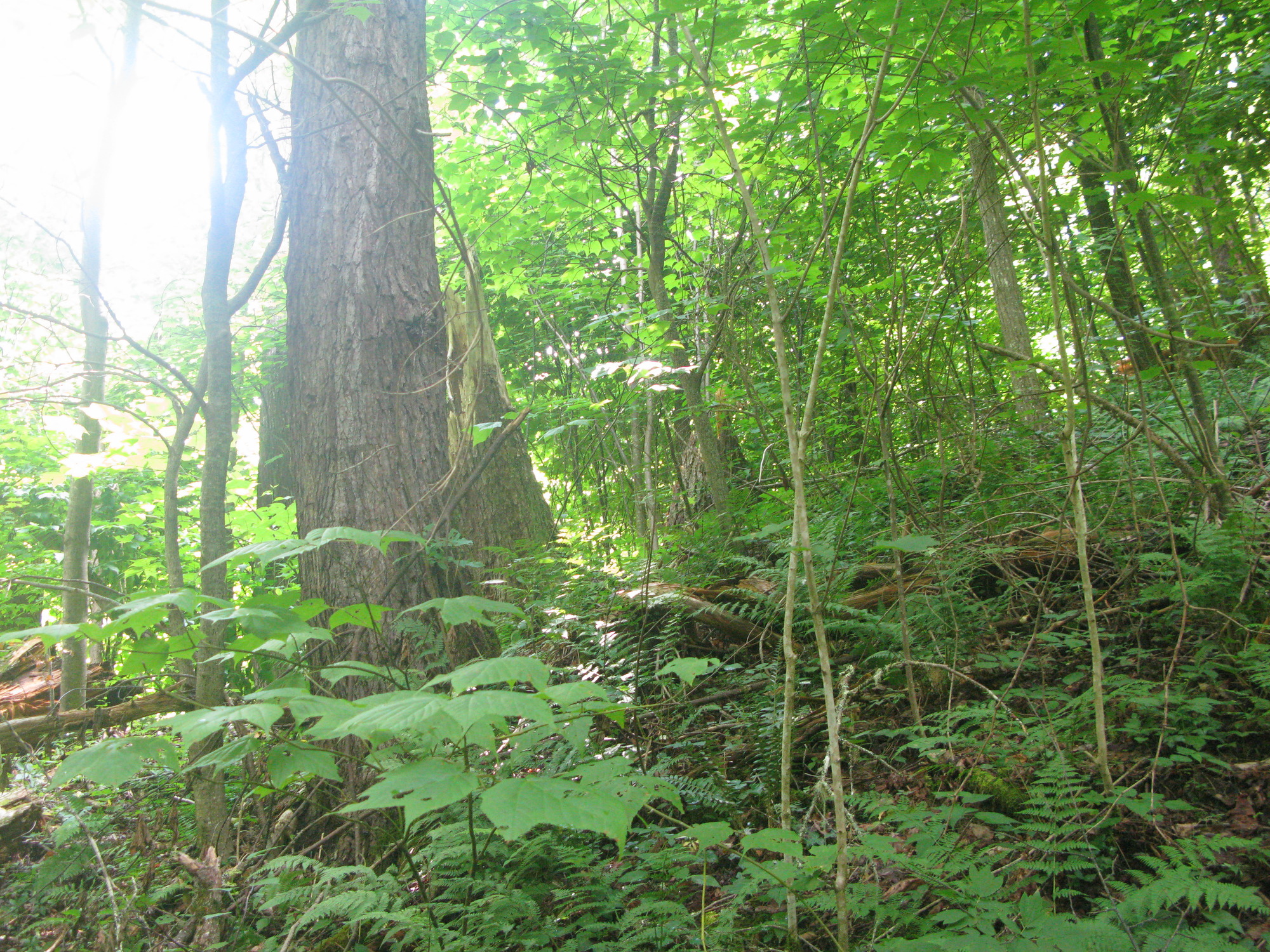 GRSM Accuracy Assessment. Plot Code: GRSM_AA_0751_3