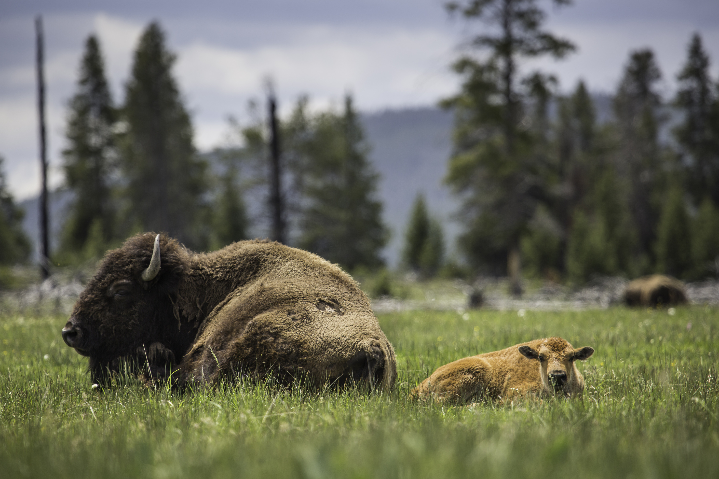 A cow and calf bison lie in the green grass with conifers in the background.