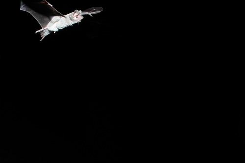 Photo of bat in flight